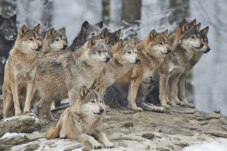Introducir 42+ imagen costumbres de los lobos