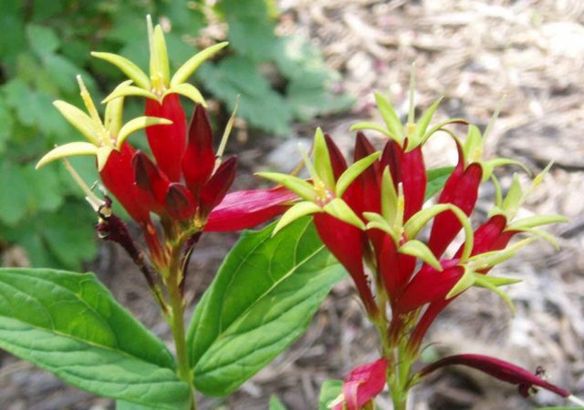 spigelia-y-dolor-de-cabeza