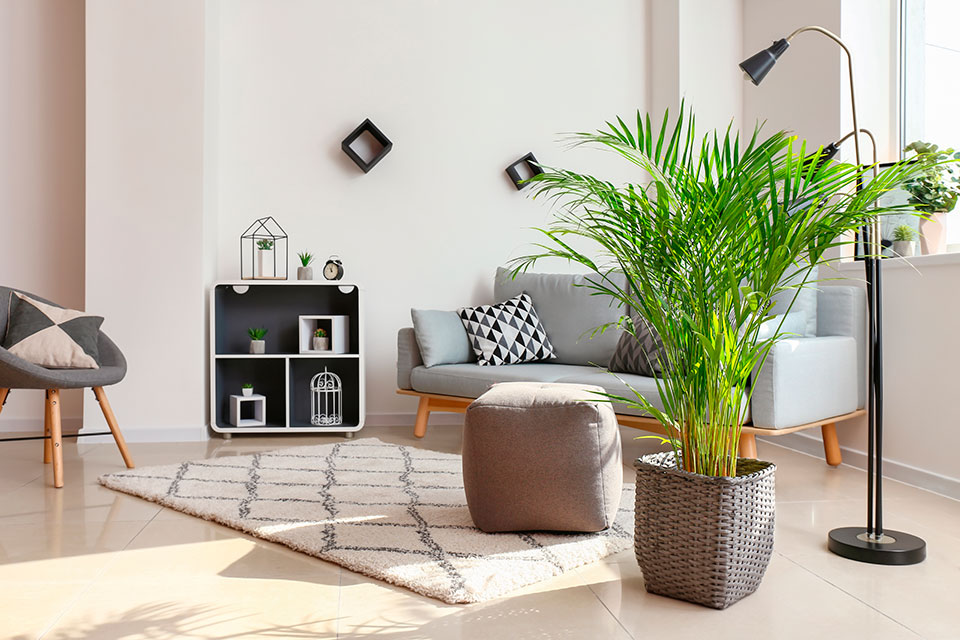 Plantas decorativas que purifican el ambiente